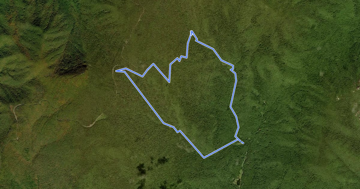 Маршрут White Oak - Cedar Run Loop на спутниковом снимке